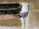 Eurasian Crane (WWT Slimbridge October 2011) - pic by Nigel Key